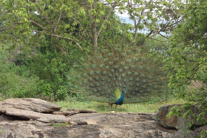 Udawalawe National Park Safari Tours - Meeting Point and Logistics
