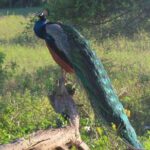 Udawalawe National Park Safari trip from Galle/Mirissa/Ella - What’s Included and What’s Not