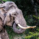 Udawalawe Safari - What Makes Udawalawe National Park Special?