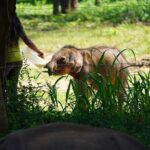 Udawalawe Safari and Galle Day Tour - FAQ