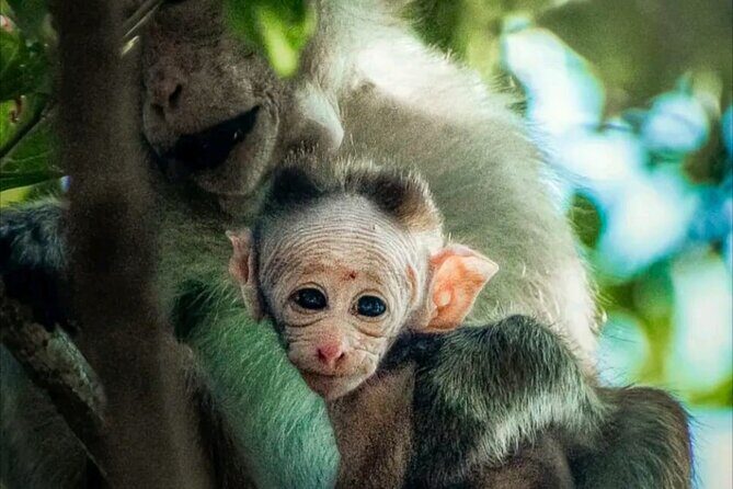 Udawalawe Safari Day Trip Elephants and Wildlife from Galle - Visiting the Elephant Transit Home: A Conservation Success