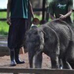 Udawalawe Safari & Elephant Transit Home Visit with Lunch from Hambantota Harbor - Practical Considerations and Value