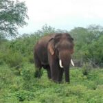 Udawalawe safari from Ella and return back to Ella - FAQ