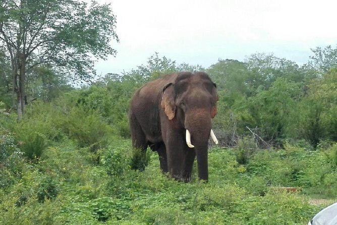 Udawalawe safari from Ella and return back to Ella - FAQ