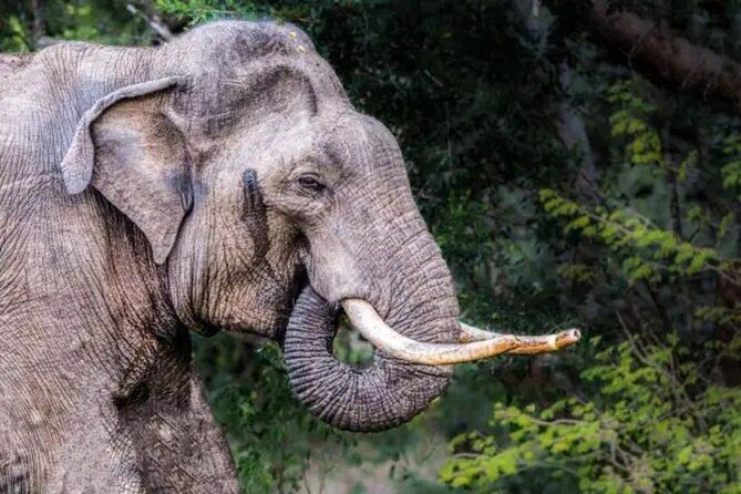 Udawalawe Safari - What Makes Udawalawe National Park Special?