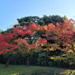 Uji Eternal: Temples, Tea, & the Flow of Japanese Tradition - Itinerary Breakdown: What You Can Expect