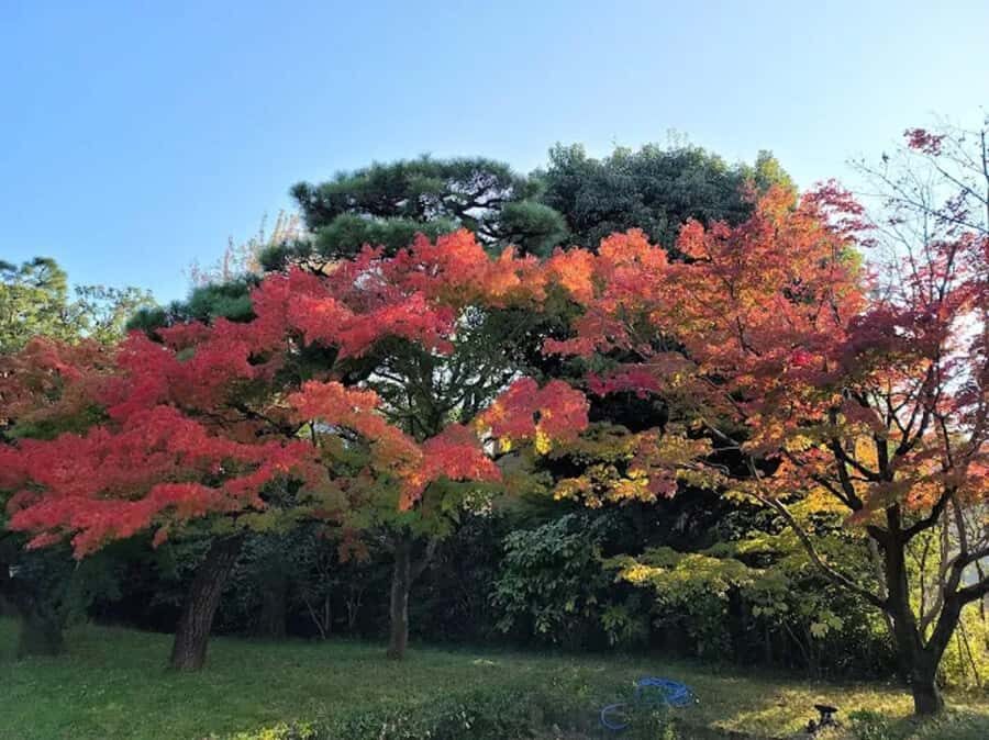 Uji Eternal: Temples, Tea, & the Flow of Japanese Tradition - Itinerary Breakdown: What You Can Expect