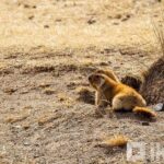 Ulaanbaatar: Hustai National Park Tour with Lunch - The Itinerary in Detail
