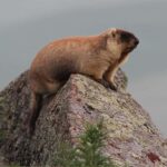 Ulaanbaatar: Nomadic Culture Show & Wild Horse Park Day Tour - Frequently Asked Questions