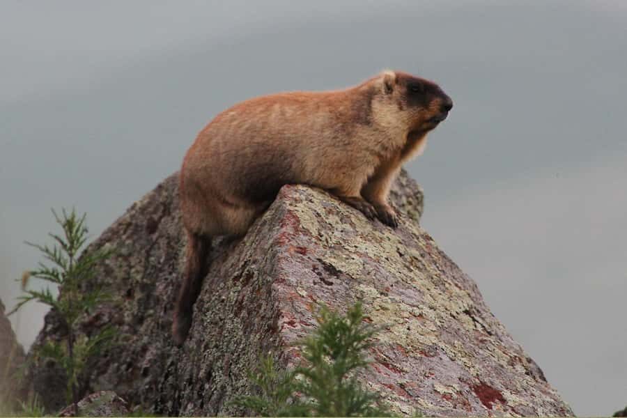 Ulaanbaatar: Nomadic Culture Show & Wild Horse Park Day Tour - Frequently Asked Questions