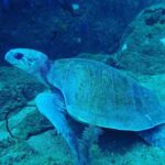 Unawatuna: Discover Scuba Diving Experience for Beginners - Additional Practical Details