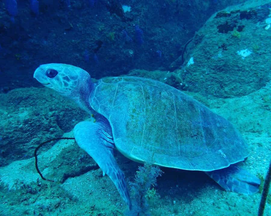 Unawatuna: Discover Scuba Diving Experience for Beginners - Additional Practical Details