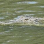 Untamed Mangroves: Wildlife Unveiled - Exploring the Wetlands: What to Expect from the Tour