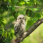 Village, Wildlife & Birds Watching Tour from Hambantota Port - Authentic Experiences Over Commercialized Tours