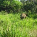 Visit Jeep Safari at Minneriya National Park From Kandy - Authentic Review Highlights