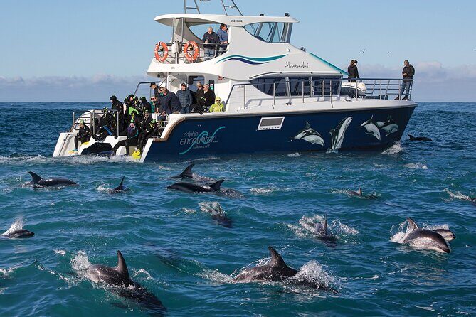 Visit Kaikura from Christchurch (small group Tour) - Who Would Love This Tour?