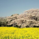 Visit Nokonoshima Island with Natural Attraction Pass - The Practicalities