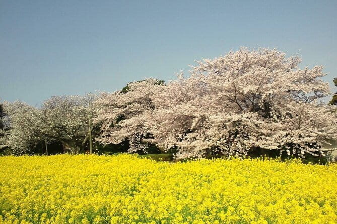 Visit Nokonoshima Island with Natural Attraction Pass - The Practicalities
