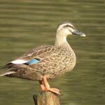 Visit to Vedanthangal Bird Sanctuary from Chennai - What to Expect at Vedanthangal Bird Sanctuary