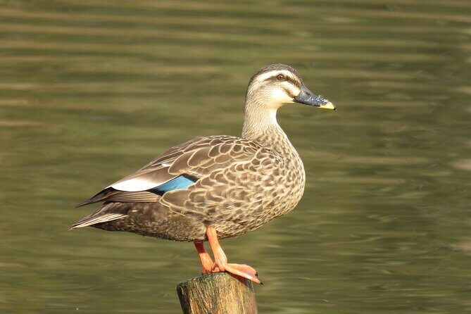 Visit to Vedanthangal Bird Sanctuary from Chennai - What to Expect at Vedanthangal Bird Sanctuary