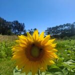 Waiheke Island: Sip and Savor 3 Vineyards Tour with Lunch - The Itinerary: A Thoughtfully Curated Wine Journey