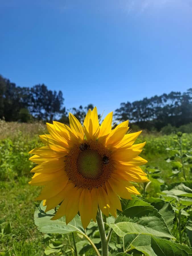Waiheke Island: Sip and Savor 3 Vineyards Tour with Lunch - The Itinerary: A Thoughtfully Curated Wine Journey
