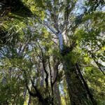 Waipoua Forest: Tane Mahuta & Kauri Museum from Auckland - What Makes This Tour Stand Out