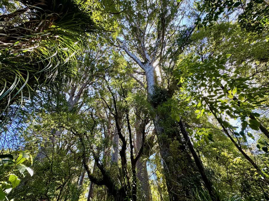 Waipoua Forest: Tane Mahuta & Kauri Museum from Auckland - What Makes This Tour Stand Out