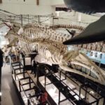 Wakayama: Taiji Whale Museum and Japans Ocean Heritage - What Makes This Tour Valuable?