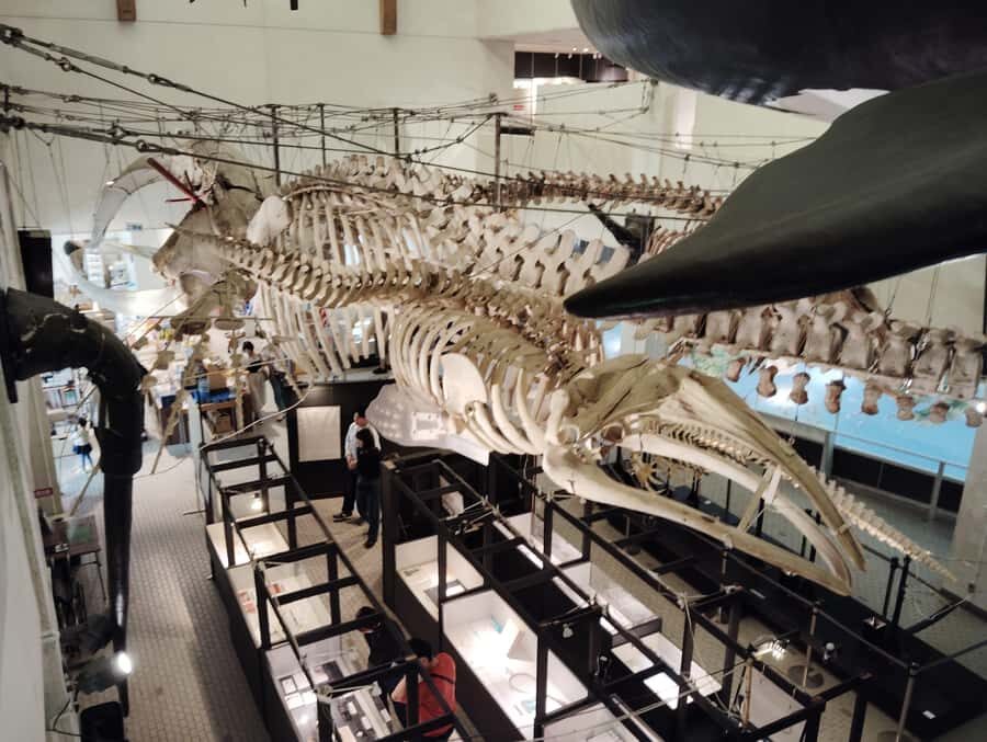 Wakayama: Taiji Whale Museum and Japans Ocean Heritage - What Makes This Tour Valuable?