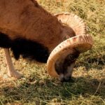 Walk in Hayat, watch the sheep, Lake Aydar, yurt and more! (3 days) - Who Should Consider This Tour?