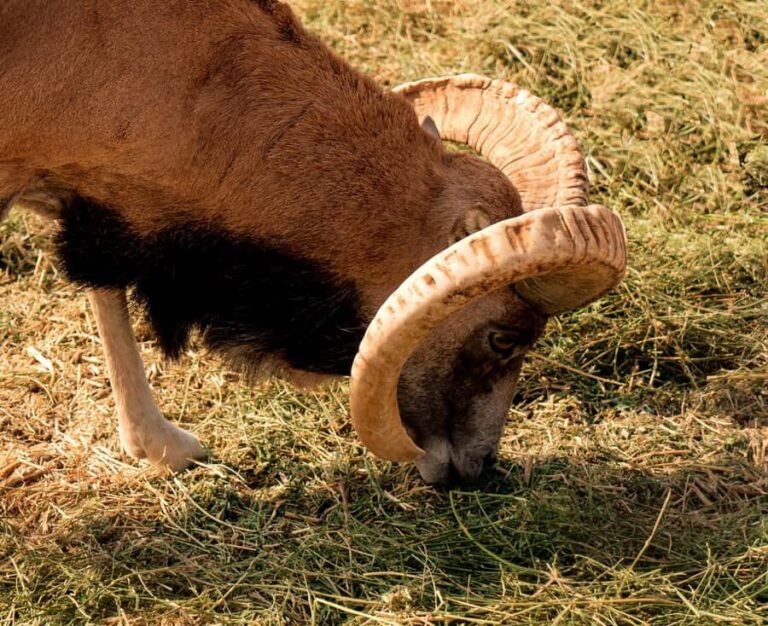 Walk in Hayat, watch the sheep, Lake Aydar, yurt and more! (3 days) - Who Should Consider This Tour?