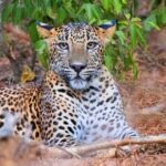 Wasgamuwa National Park | Private Safari - The Itinerary: What to Expect