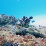 Wave Break Island Snorkel Tour on the Gold Coast - Who Will Love This Tour?