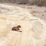 Weheragala National Park: Jeep Safari Tour - The Experience of a Weheragala Safari