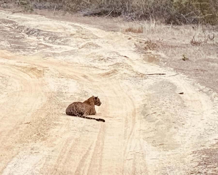 Weheragala National Park: Jeep Safari Tour - The Experience of a Weheragala Safari