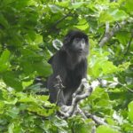 West Bali: Jungle Trekking in Bali Barat National Park - Introduction: A Nature Escape in Bali