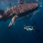 Whale Shark Encounter and Kawasan Falls Canyoneering with Lunch - Authentic Insights from Reviewers