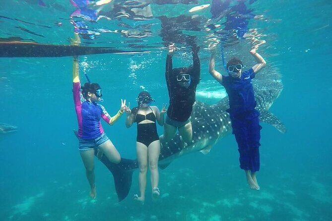 Whale Shark Encounter and Sumilon Sandbar with Kawasan Falls - What’s Included, What’s Not