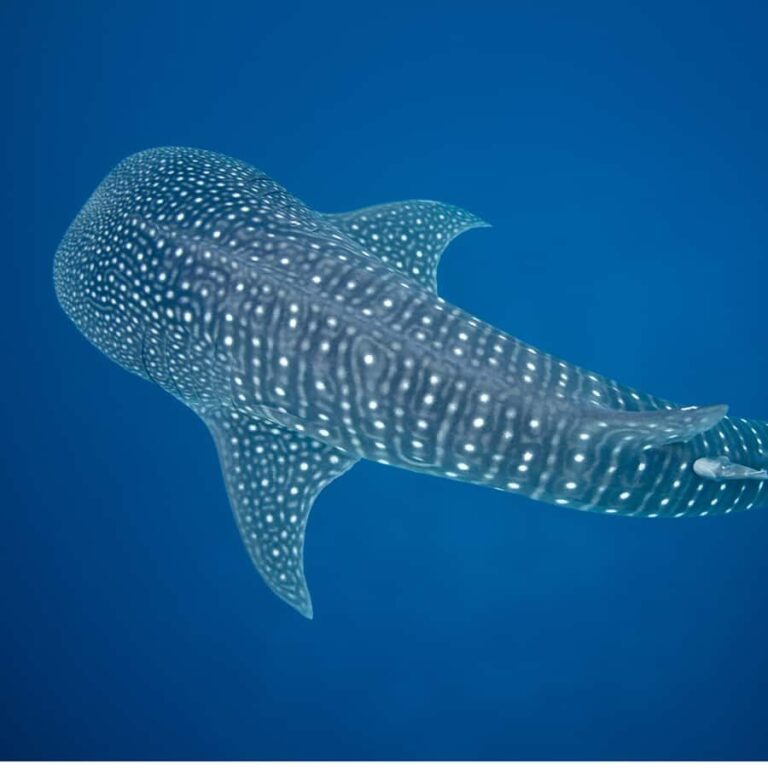 Whale Shark Experience Swim Side by Side with Gentle Giants - Final Thoughts
