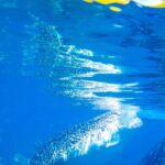 Whale Shark Swimming, Tumalog Falls and Kawasan Canyoneering - Authentic Insights from Reviewers