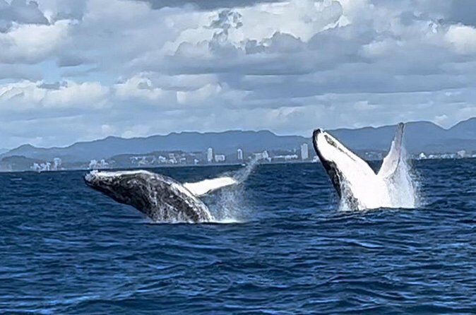 Whale Watching Cruise on the Gold Coast - Marine Life and Scenic Views