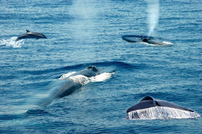 Whale Watching from Ahungalla on Shared Boat - Why Choose This Whale Watching Tour?