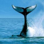 Whale Watching from Bentota on Shared Boat - The Sum Up