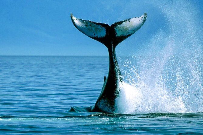 Whale Watching from Bentota on Shared Boat - The Sum Up