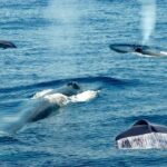 Whale Watching from Beruwala on Shared Boat - Why This Tour Works