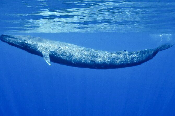 Whale Watching from Koggala on Shared Boat - Final Thoughts