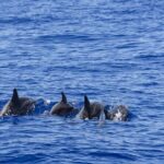 Whale Watching Galle with Pickup & Drop - Experience Overview: What You Can Expect