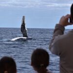 Whale Watching in Augusta Humpback and Southern Right Whales - The Itinerary and Key Highlights