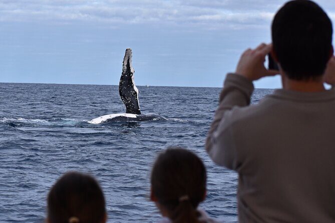Whale Watching in Augusta Humpback and Southern Right Whales - The Itinerary and Key Highlights
